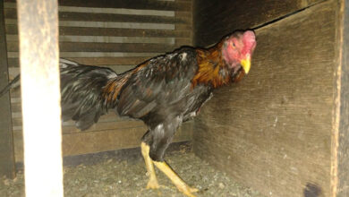 Polícia Ambiental multa tutor em R$ 54 mil por maus-tratos a 18 galos em Guaratinguetá; animais foram resgatados e levados ao IMBIO.