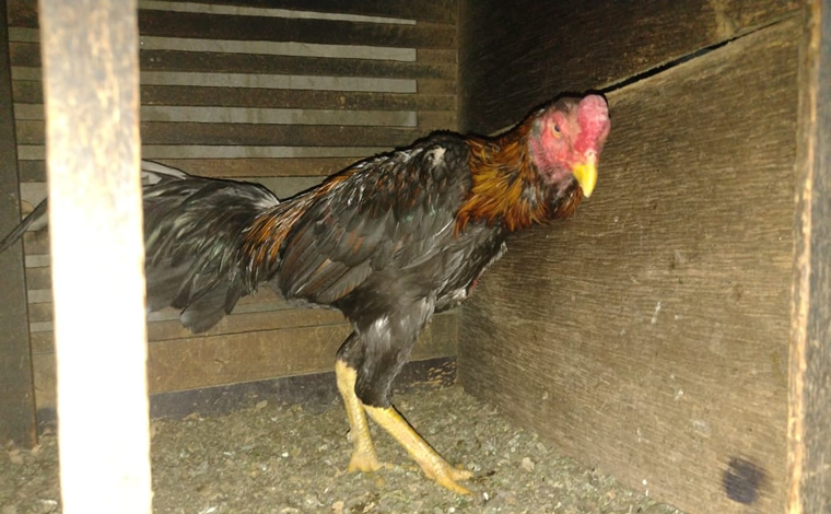 Polícia Ambiental multa tutor em R$ 54 mil por maus-tratos a 18 galos em Guaratinguetá; animais foram resgatados e levados ao IMBIO.