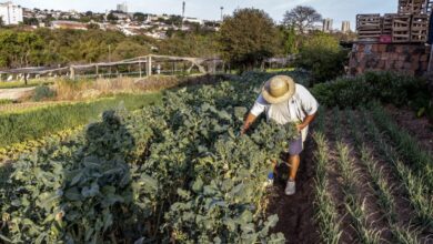 Secretaria de Meio Ambiente de SP leva prêmio por pesquisa que pode gerar R$ 4,2 bilhões ao agro paulista