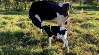 Fapesp apoia projeto que traz alternativa sustentável a antibióticos para a pecuária