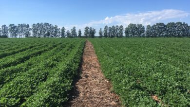 Drone híbrido apoiado pela Fapesp busca melhorar pulverização de plantações