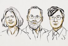 A Assembleia Nobel do Instituto Karolinska decidiu conceder o Prêmio Nobel de Fisiologia ou Medicina de 2025 a Mary E. Brunkow , Fred Ramsdell e Shimon Sakaguchi “por suas descobertas sobre a tolerância imunológica periférica”.