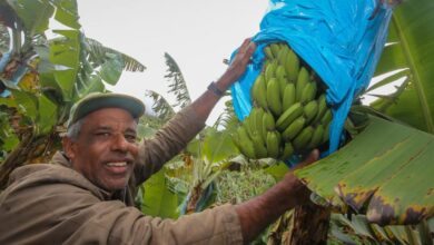 São Paulo bate recorde de R$ 50 milhões em compras da agricultura familiar