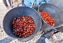 Castanhas prontas para irem para o fogareiro, de onde saem a estalar. (Foto: Vaz Mendes)
