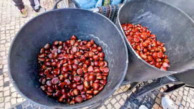 Castanhas prontas para irem para o fogareiro, de onde saem a estalar. (Foto: Vaz Mendes)