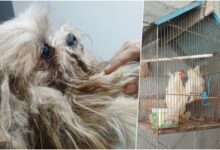 cães resgatados pela Defesa Animal de Pindamonhangaba durante operação com Polícia Civil e Ambiental, novembro de 2025