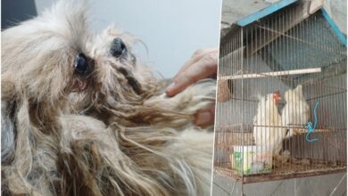 cães resgatados pela Defesa Animal de Pindamonhangaba durante operação com Polícia Civil e Ambiental, novembro de 2025