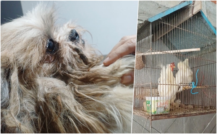 cães resgatados pela Defesa Animal de Pindamonhangaba durante operação com Polícia Civil e Ambiental, novembro de 2025