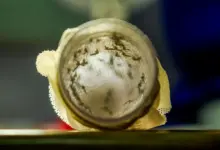 Rio de Janeiro (RJ) Mosquitos com Wolbachia reduzem casos de dengue em Niterói. Foto: Flávio Carvalho/WMP Brasil/Fiocruz - Flávio Carvalho/WMP Brasil/Fiocruz