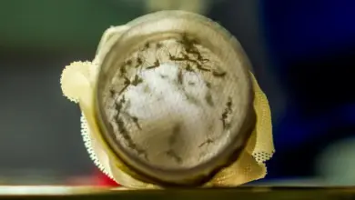 Rio de Janeiro (RJ) Mosquitos com Wolbachia reduzem casos de dengue em Niterói. Foto: Flávio Carvalho/WMP Brasil/Fiocruz - Flávio Carvalho/WMP Brasil/Fiocruz