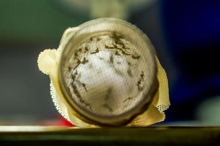 Rio de Janeiro (RJ)  Mosquitos com Wolbachia reduzem casos de dengue em Niterói. Foto: Flávio Carvalho/WMP Brasil/Fiocruz - Flávio Carvalho/WMP Brasil/Fiocruz