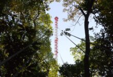 Centro de Memória Fapesp lança exposição virtual Ciência na Amazônia: história, desafios e descobertas