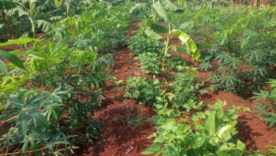 Produção orgânica ganha força em SP com crédito rural e apoio à transição agroecológica