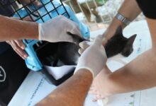 Esporotricose causada por fungos vem aumentando ano após ano em SP