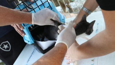 Esporotricose causada por fungos vem aumentando ano após ano em SP