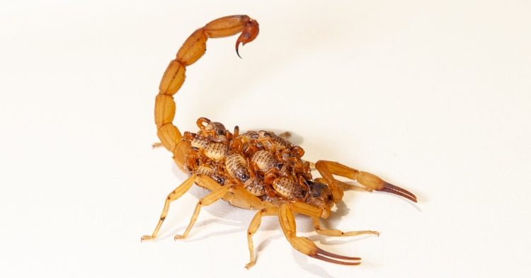 O Estado conta hoje com 233 Pontos Estratégicos de Soro Antiveneno (PESAs)