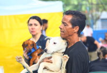 Das 1.000 cirurgias que serão realizadas, 600 vagas são para os caninos