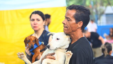 Das 1.000 cirurgias que serão realizadas, 600 vagas são para os caninos