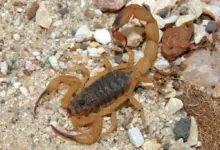 Butantan esclarece 5 mitos do combate a escorpiões que podem aumentar risco de picada