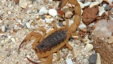 Butantan esclarece 5 mitos do combate a escorpiões que podem aumentar risco de picada