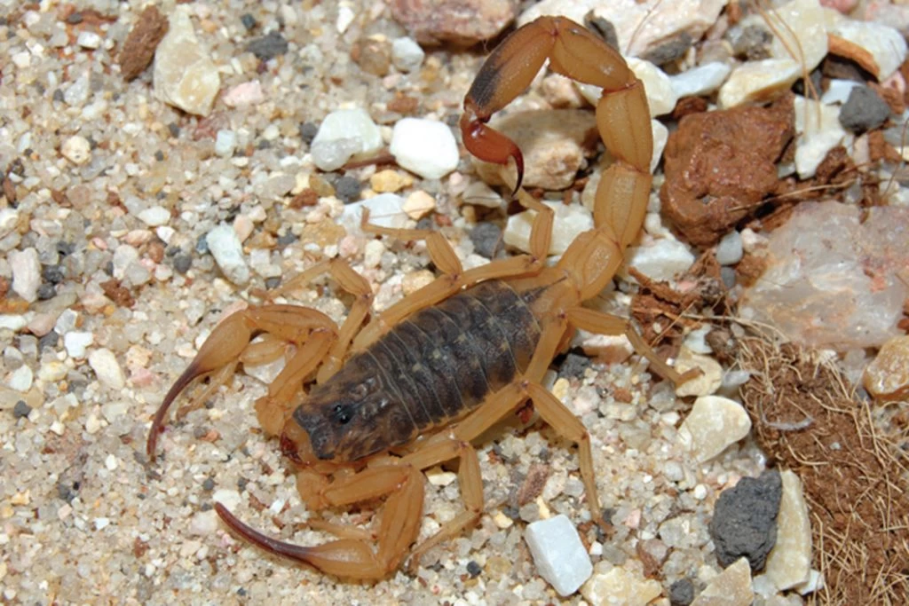 Butantan esclarece 5 mitos do combate a escorpiões que podem aumentar risco de picada