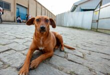 São Paulo tem serviço online para denunciar maus-tratos contra animais