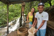 Conheça a história do casal de produtores de Barra do Turvo que produz o melhor café do estado de SP